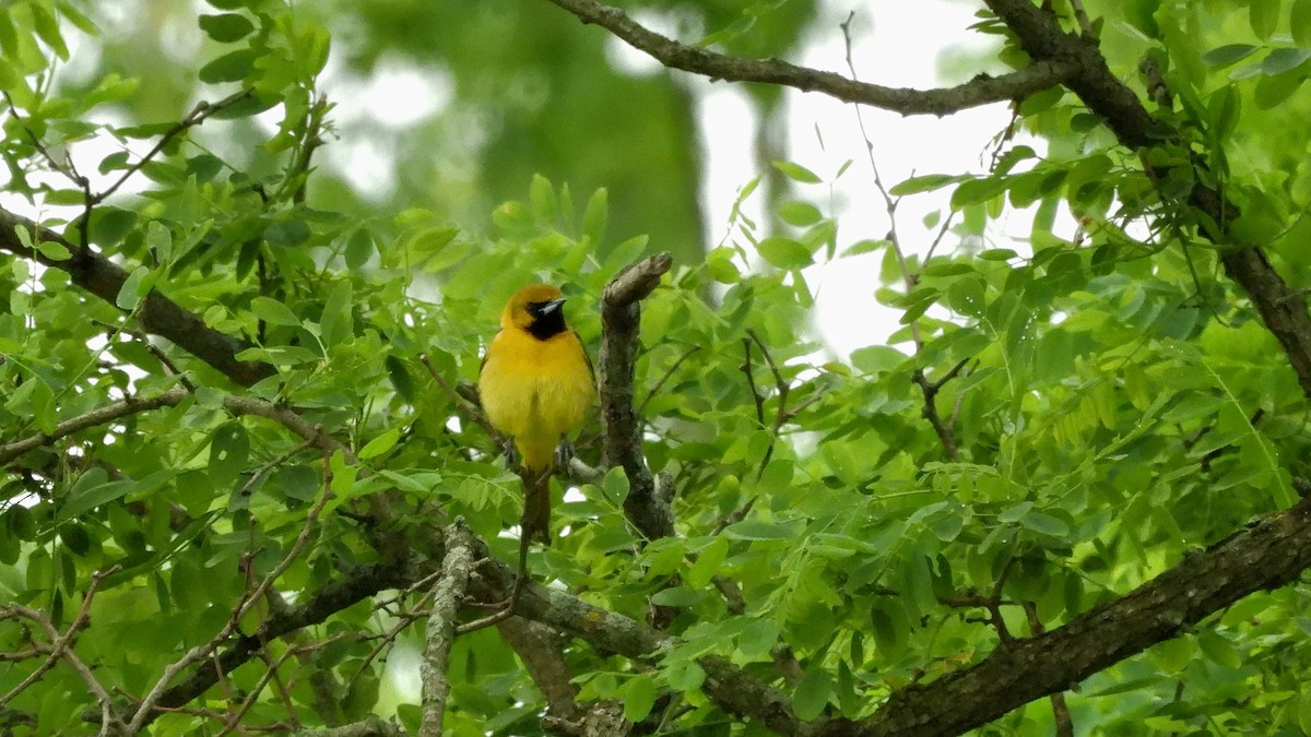 Orchard Oriole - ML618828418