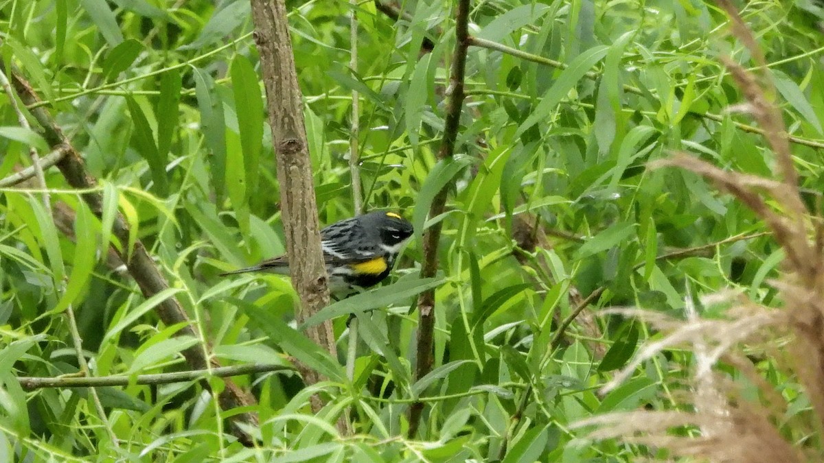 Yellow-rumped Warbler (Myrtle) - ML618828453