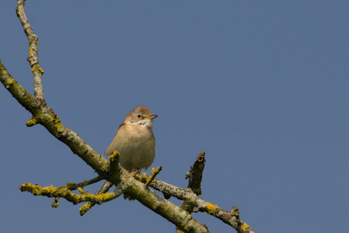 Greater Whitethroat - Angus W