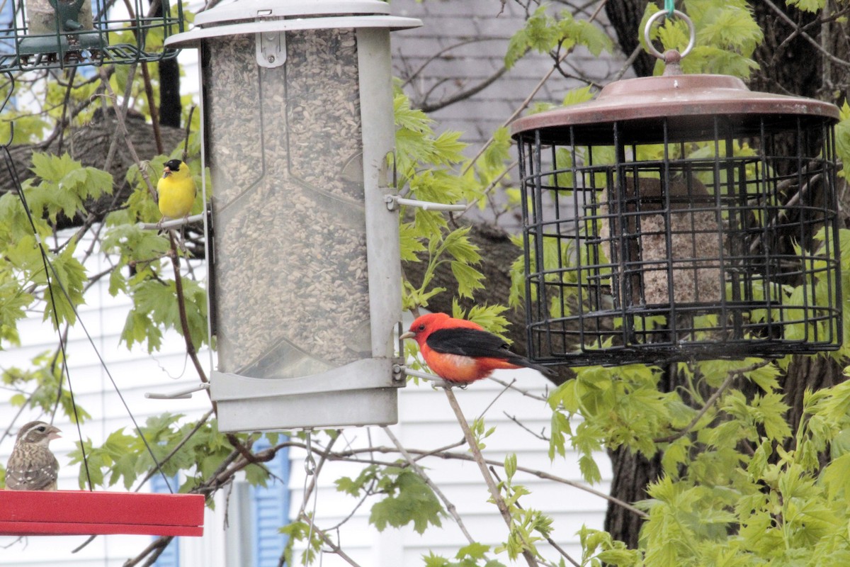 Scarlet Tanager - ML618828490
