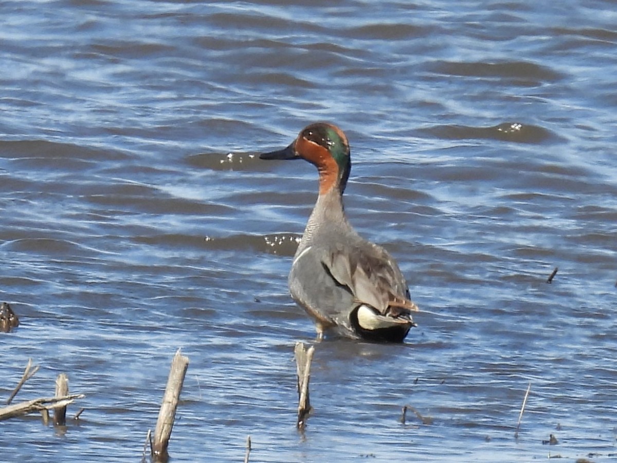 Green-winged Teal - ML618828510