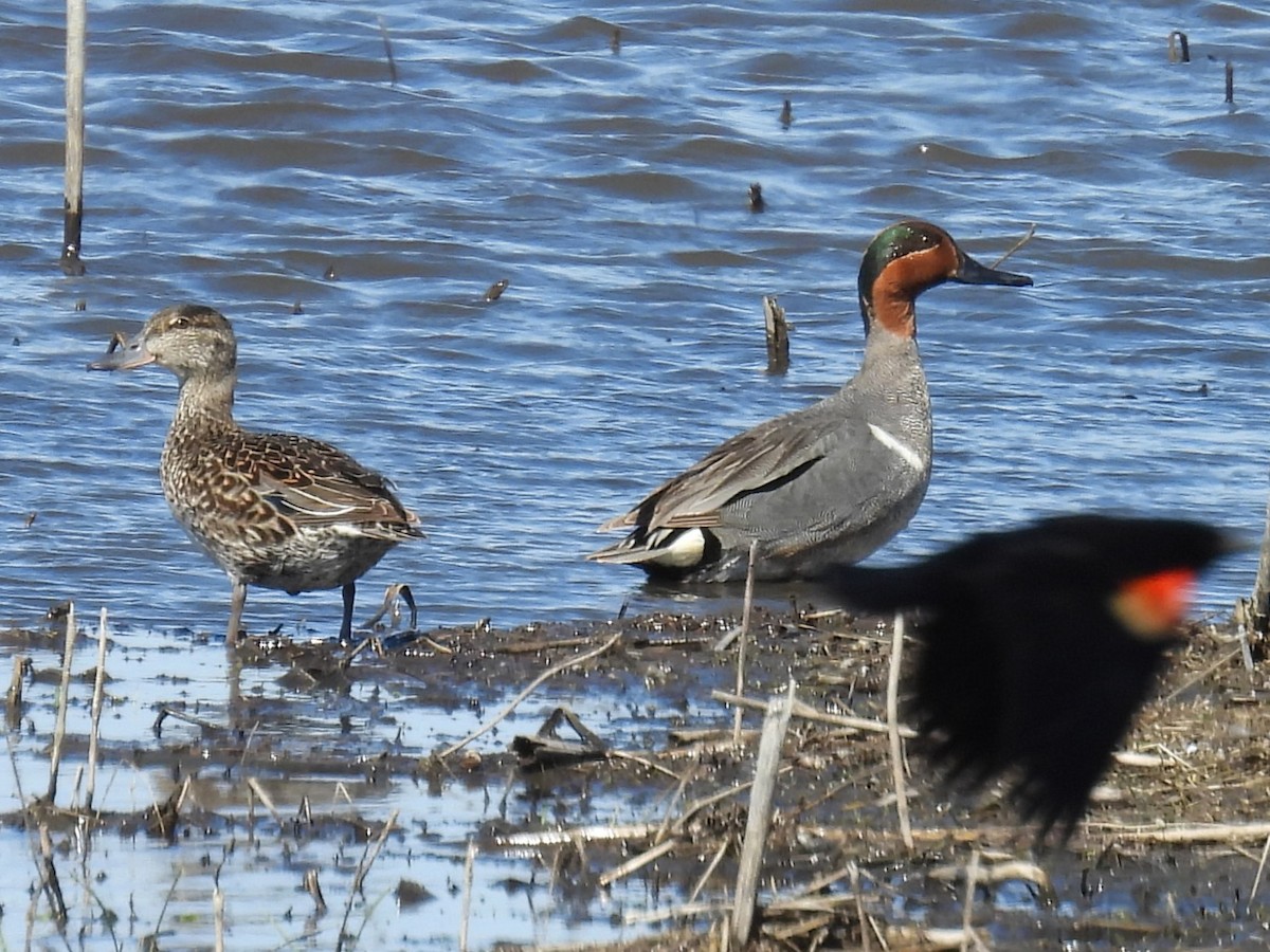 Green-winged Teal - ML618828511