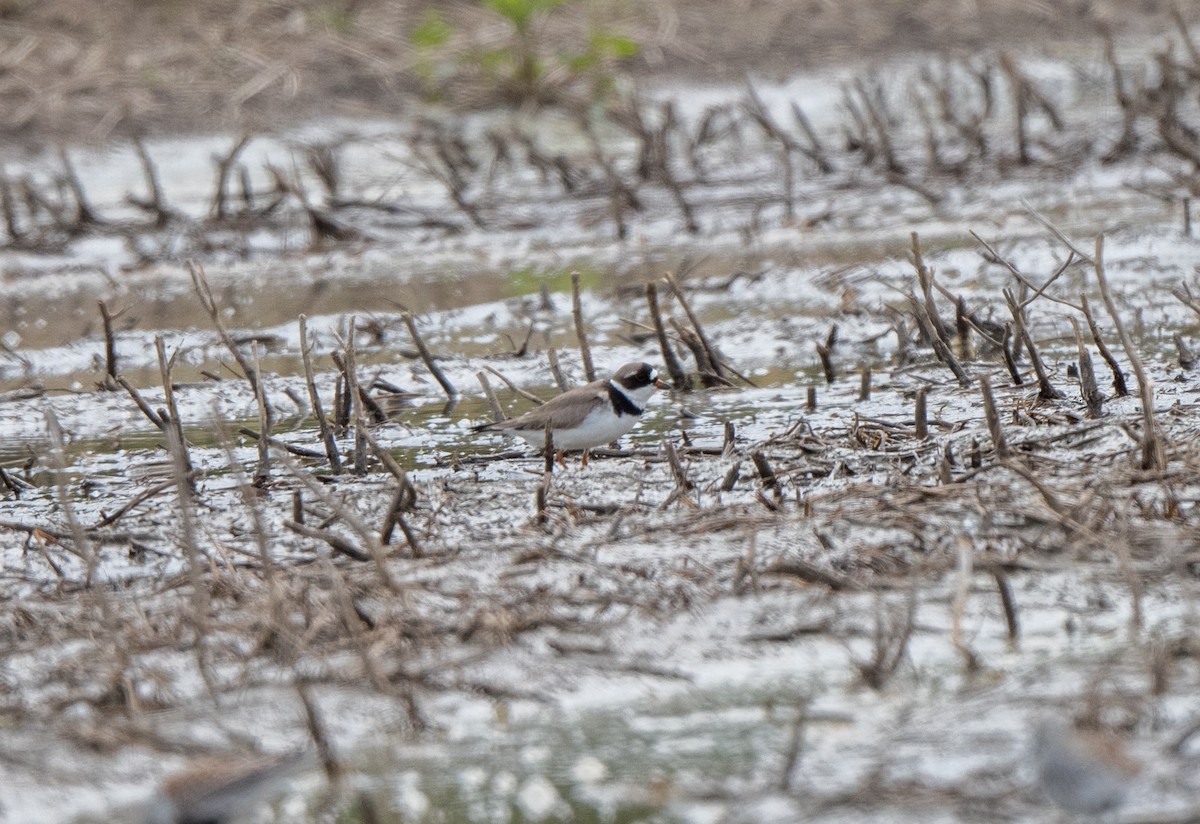 Semipalmated Plover - ML618828523