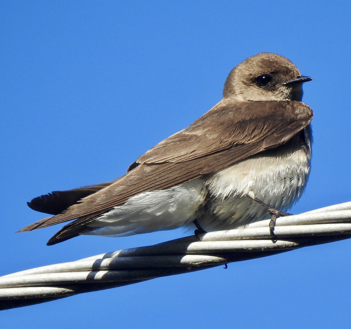 Northern Rough-winged Swallow - Rebecca Trimble