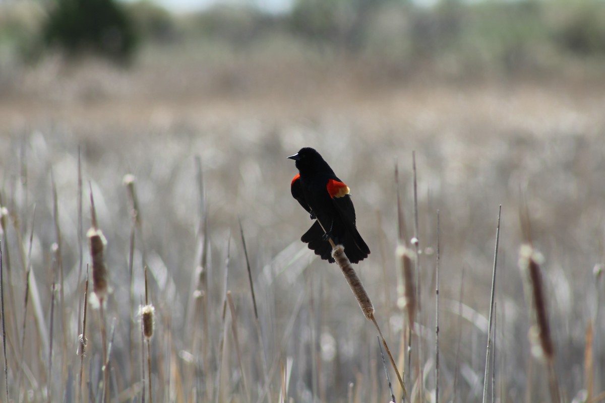 Red-winged Blackbird - ML618828610
