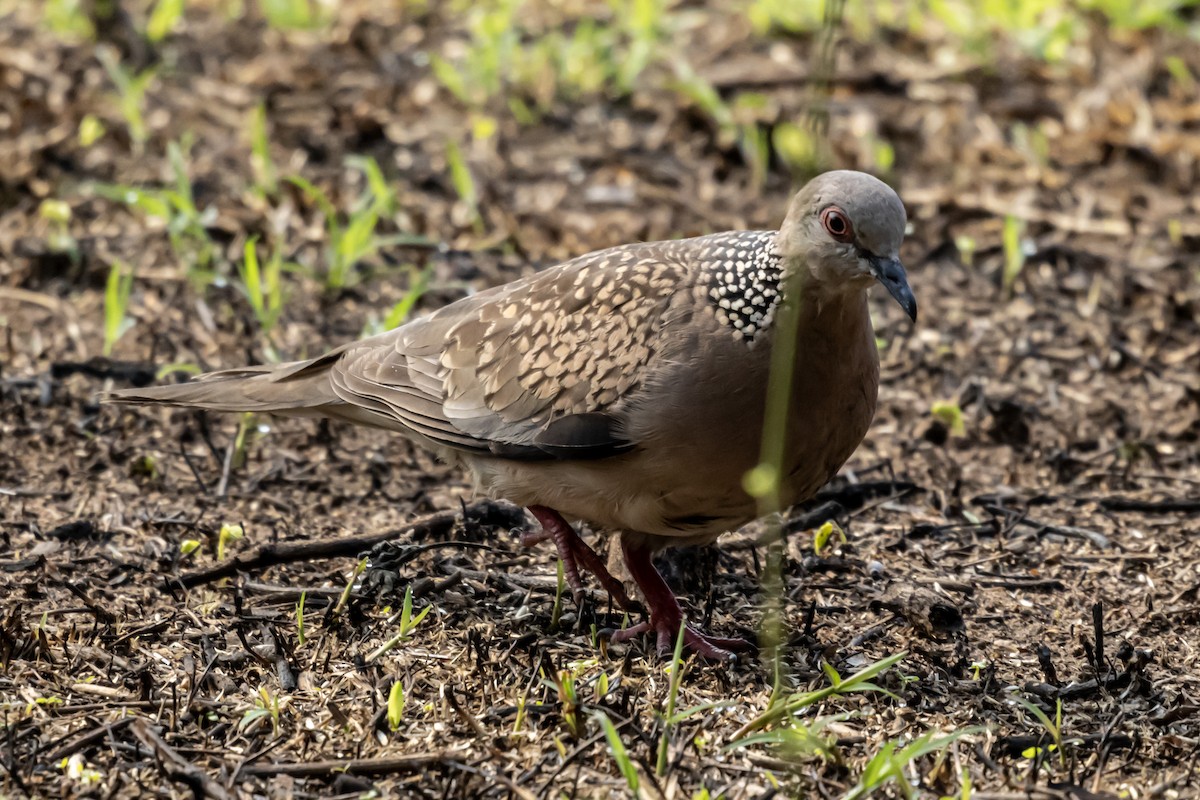 Spotted Dove - ML618828623