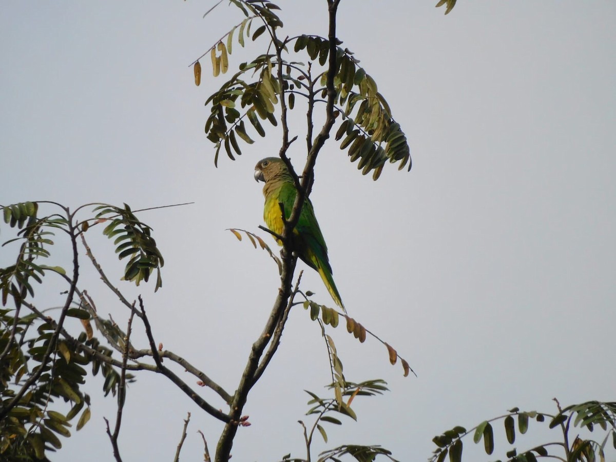 Brown-throated Parakeet - ML618828764