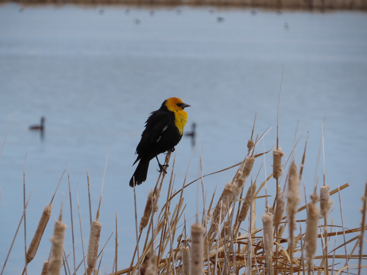 Yellow-headed Blackbird - ML618828768