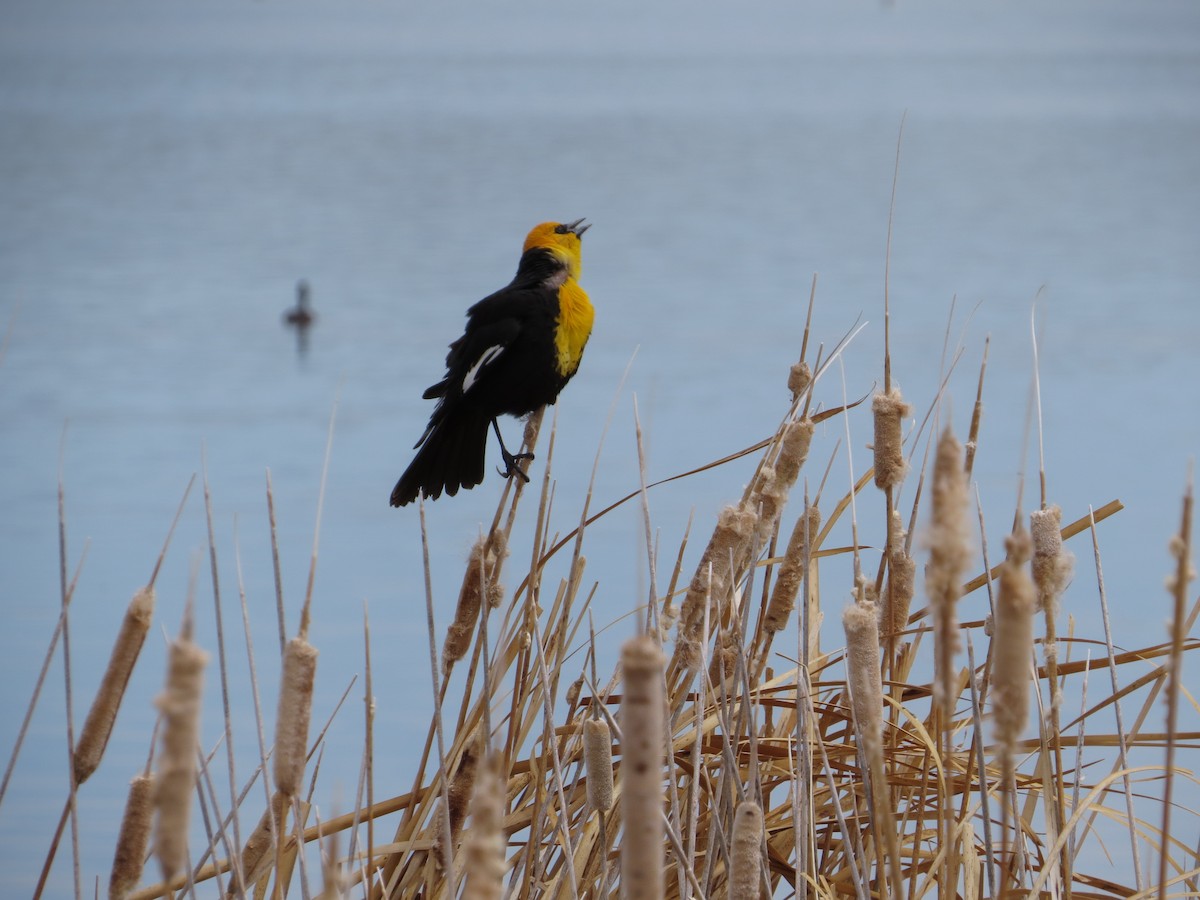 Yellow-headed Blackbird - sheryl mcnair