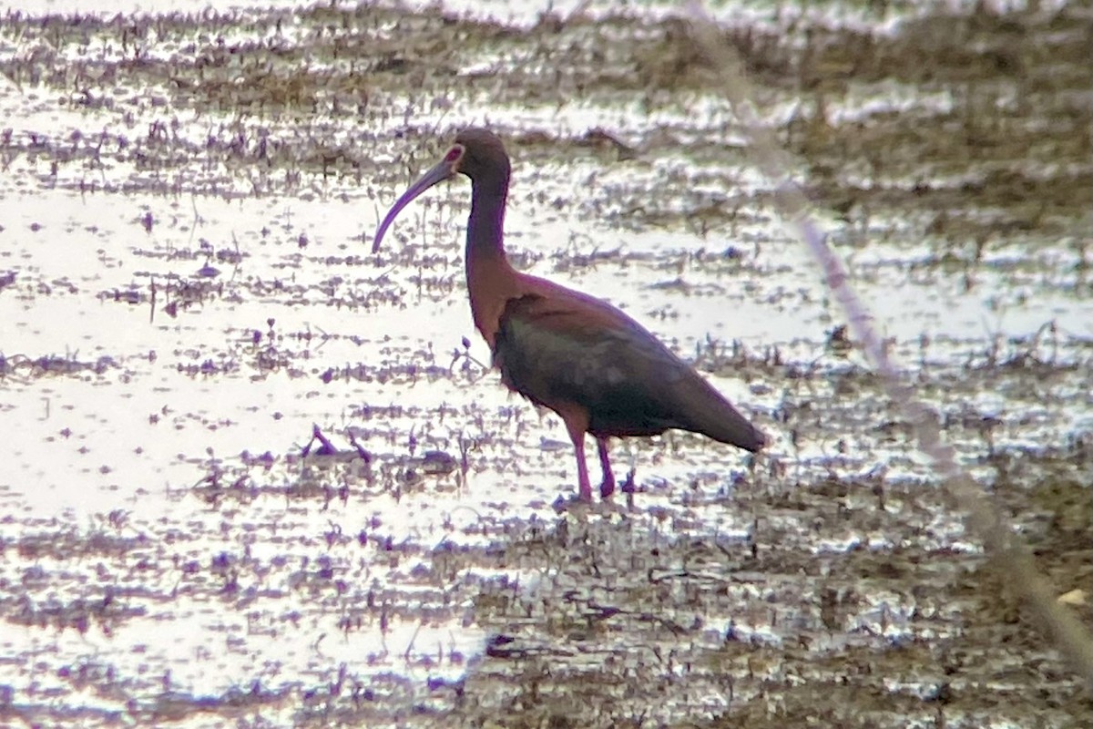 White-faced Ibis - Russ  And Theresa