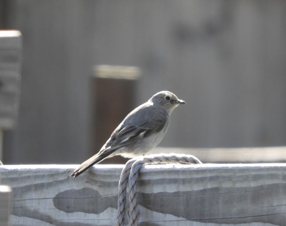 Townsend's Solitaire - ML618828860