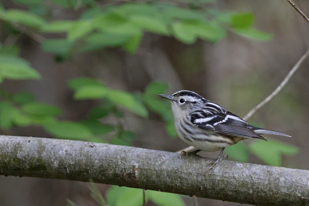 Black-and-white Warbler - ML618828918