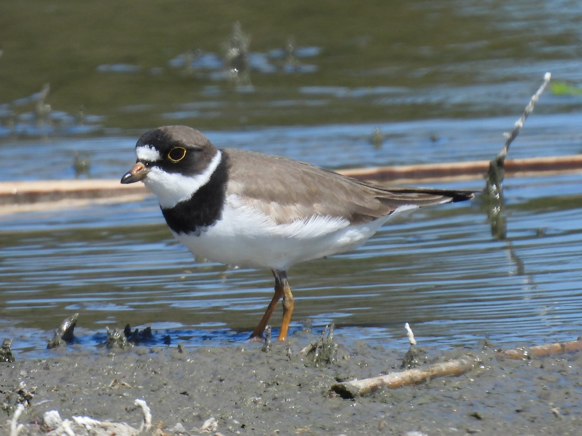 Semipalmated Plover - ML618828936