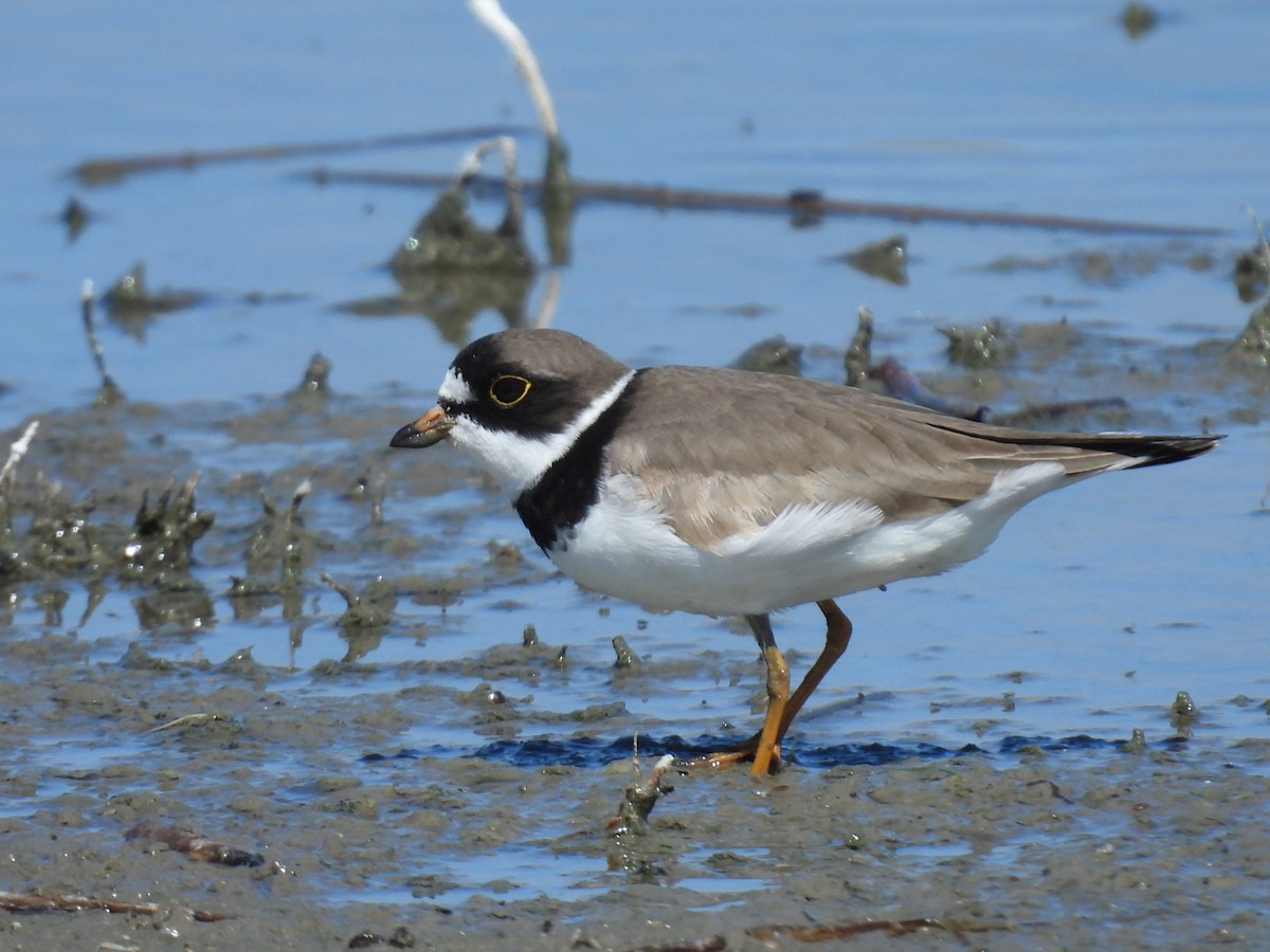 Semipalmated Plover - Sharon Henry