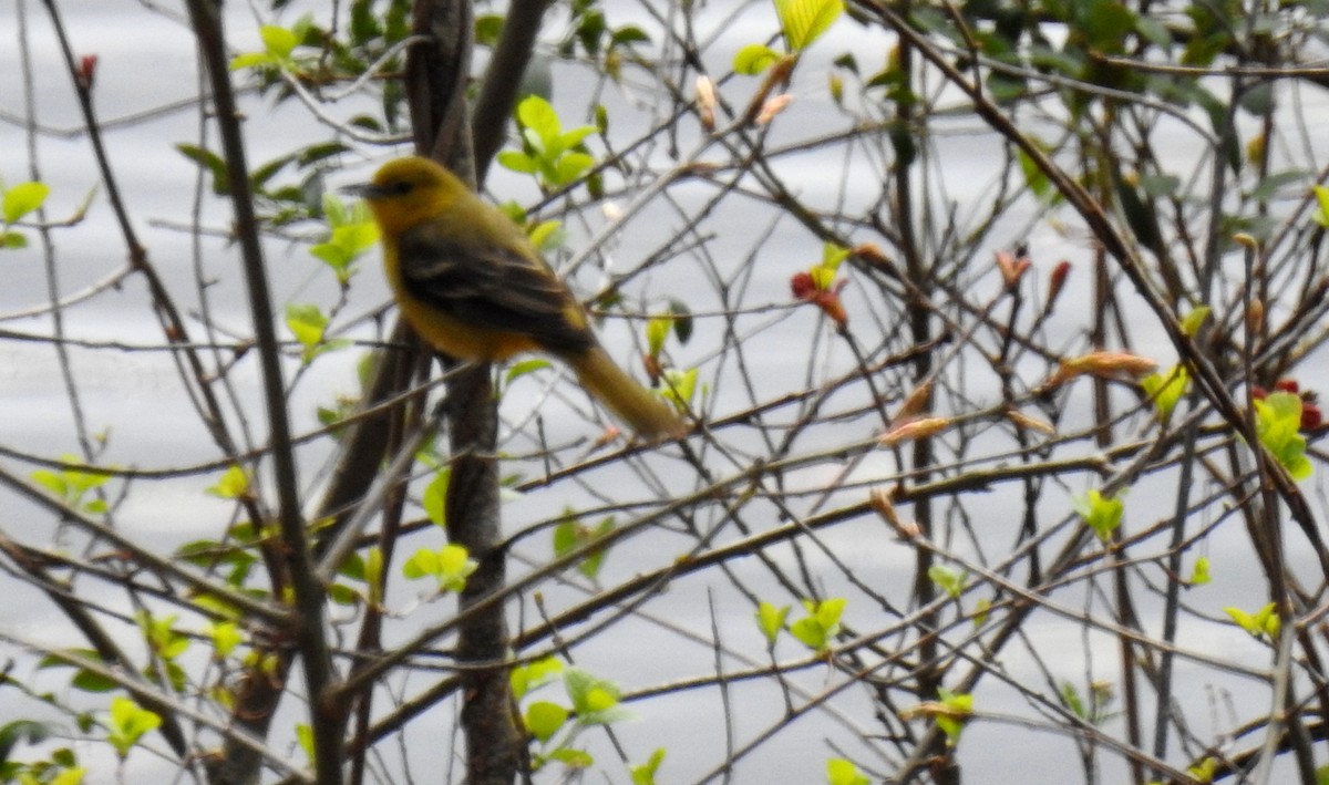 Orchard Oriole - ML618828943