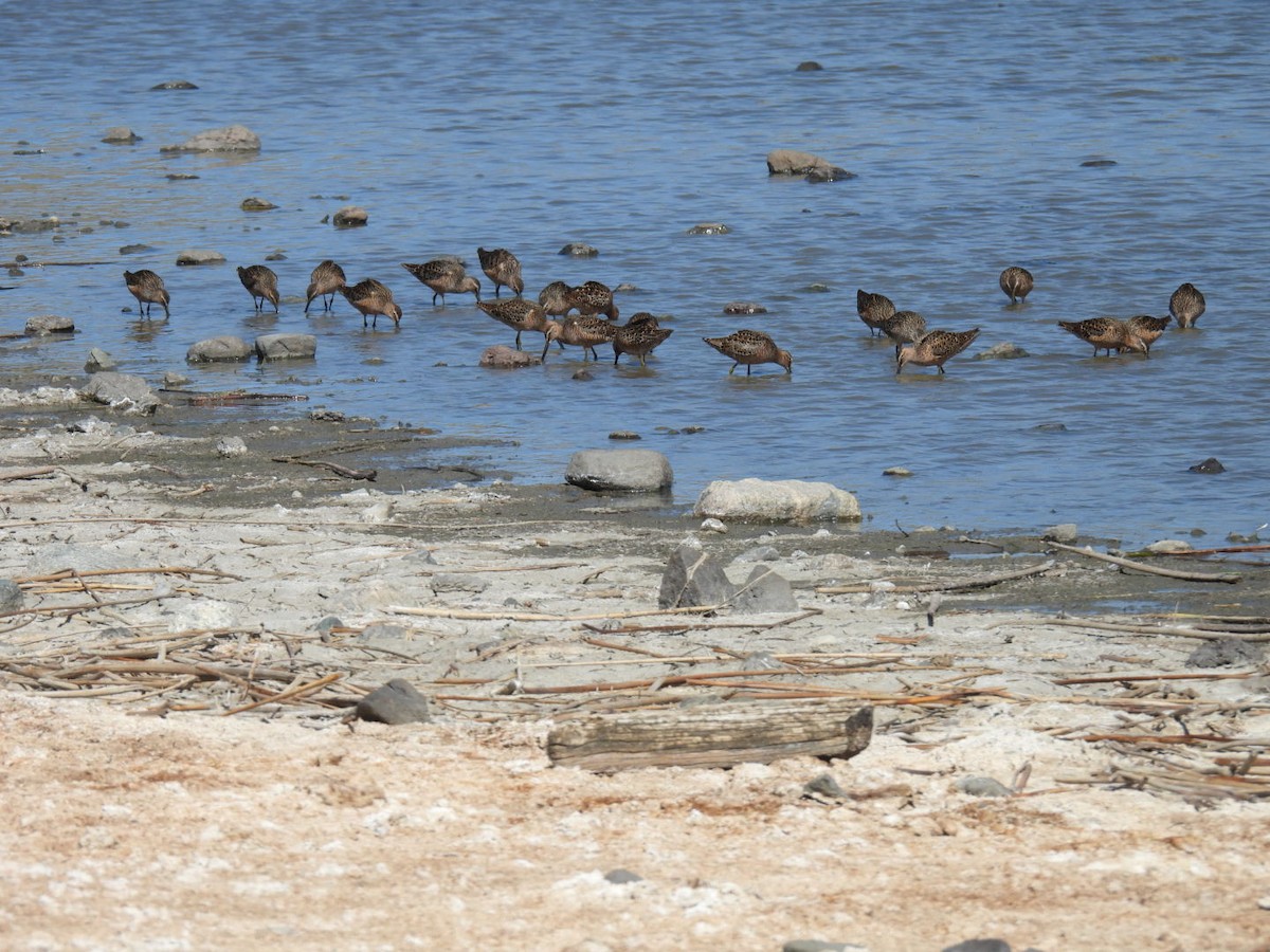 Long-billed Dowitcher - ML618828966