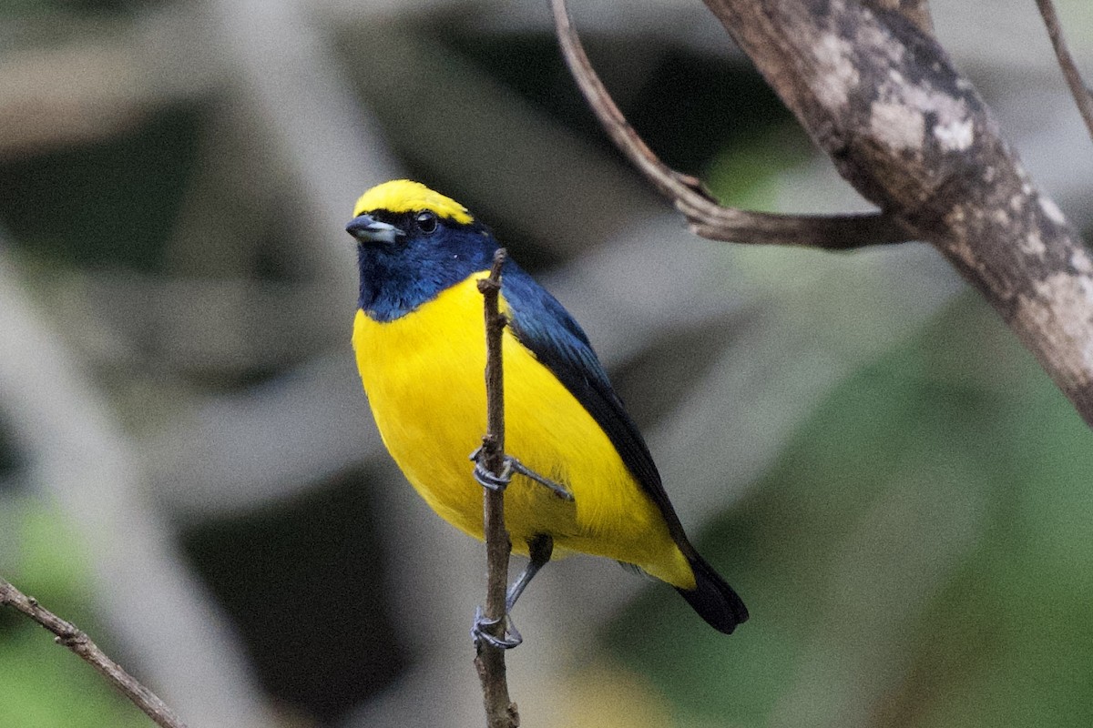 Yellow-crowned Euphonia - Stefanie Alfonso