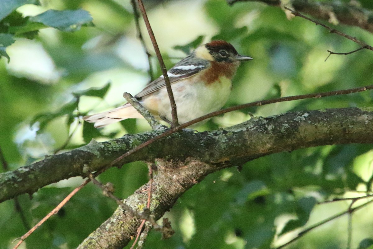 Bay-breasted Warbler - ML618829004
