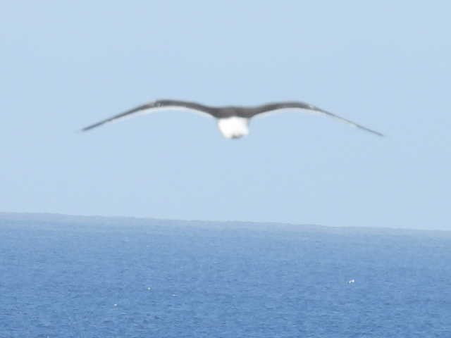 Чернобровый альбатрос - ML618829030
