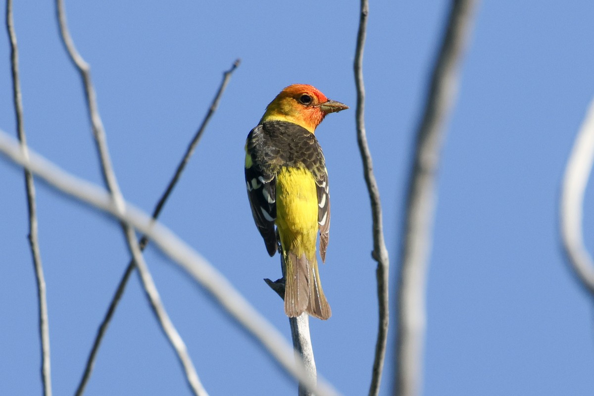 Western Tanager - Becca Cockrum