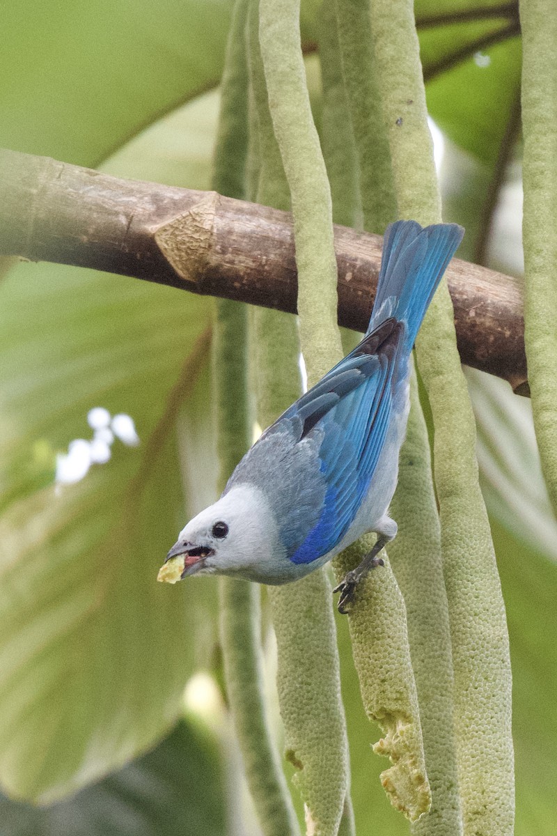 Blue-gray Tanager - ML618829074