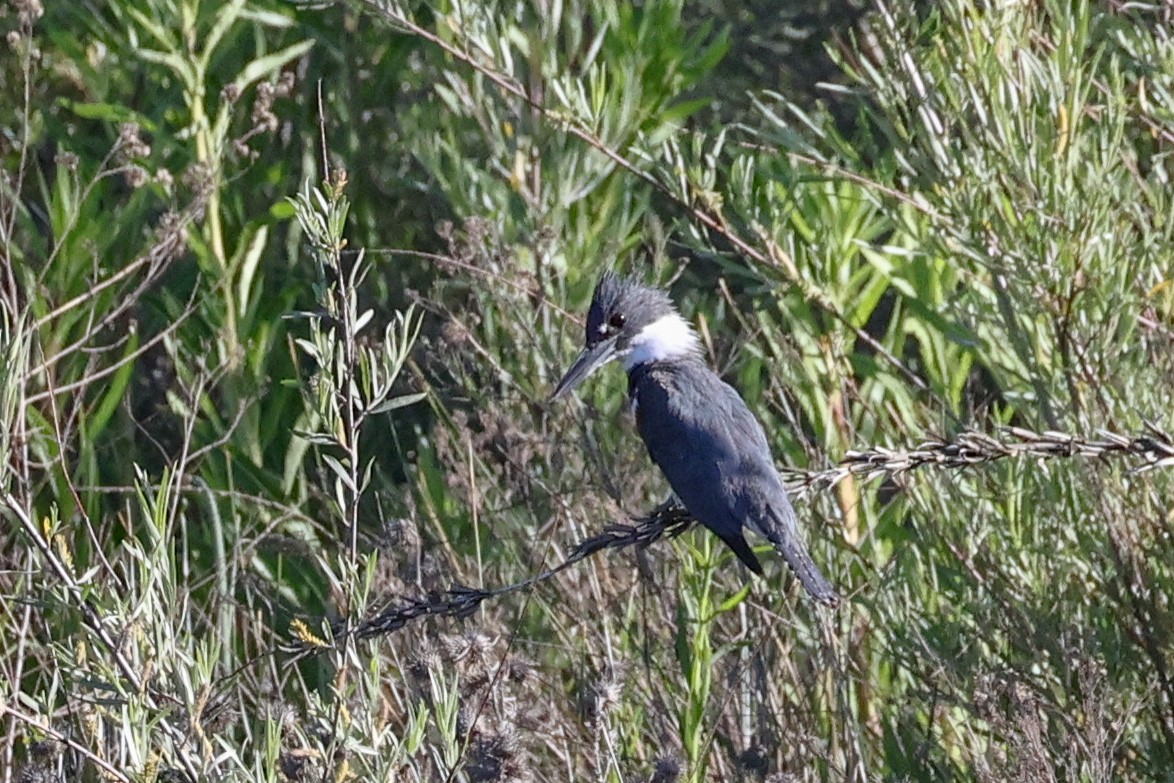 Belted Kingfisher - Becca Cockrum