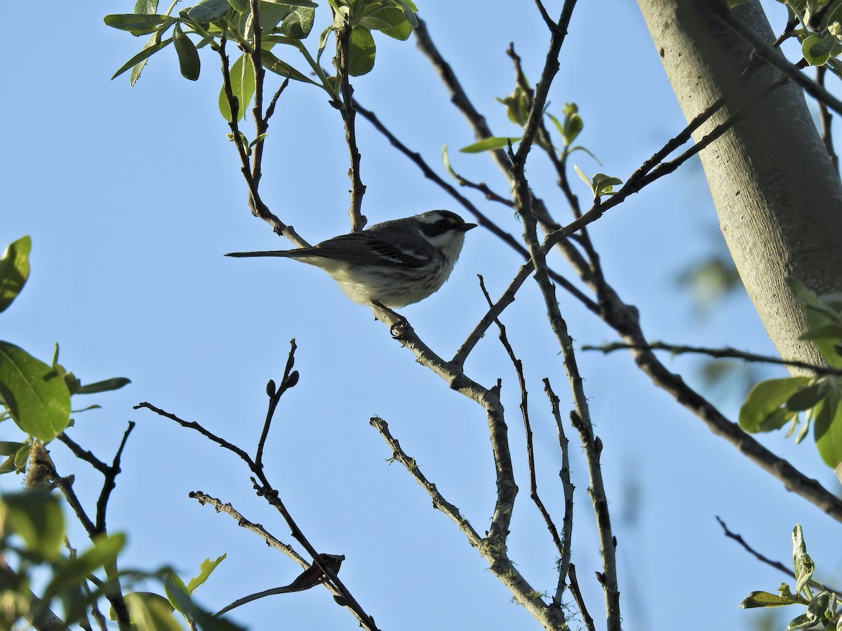 Black-throated Gray Warbler - ML618829128