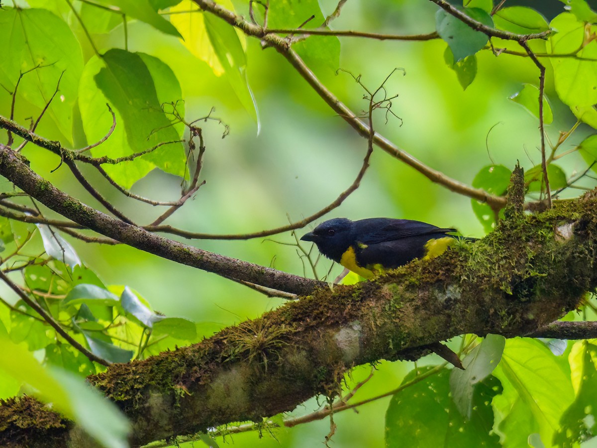 Blue-and-gold Tanager - ML618829135