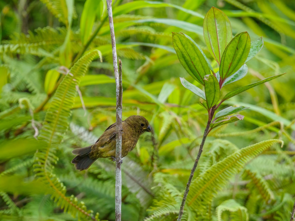 Variable Seedeater - ML618829162