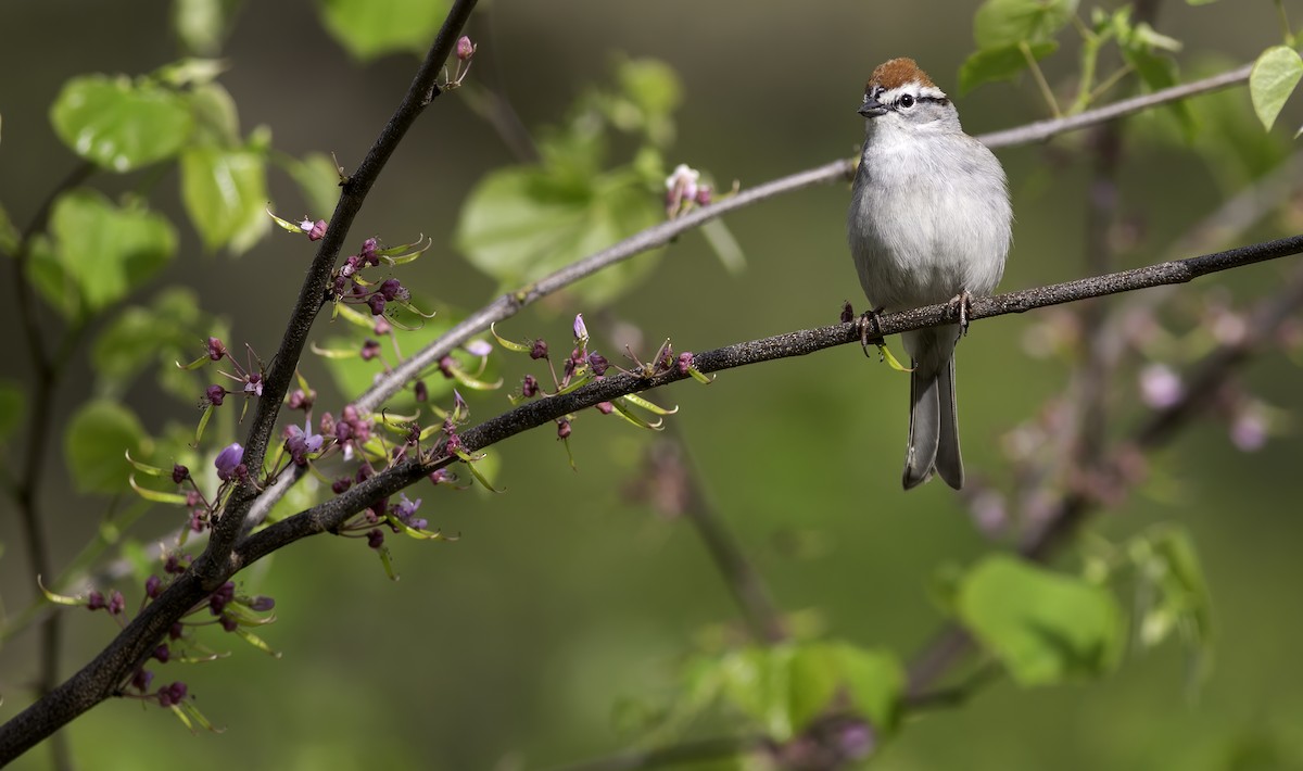 Chipping Sparrow - ML618829223