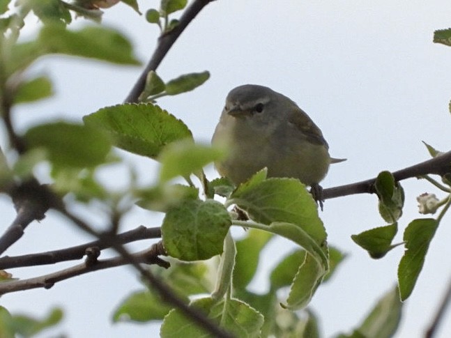 Red-eyed Vireo - Rosanne Petrich