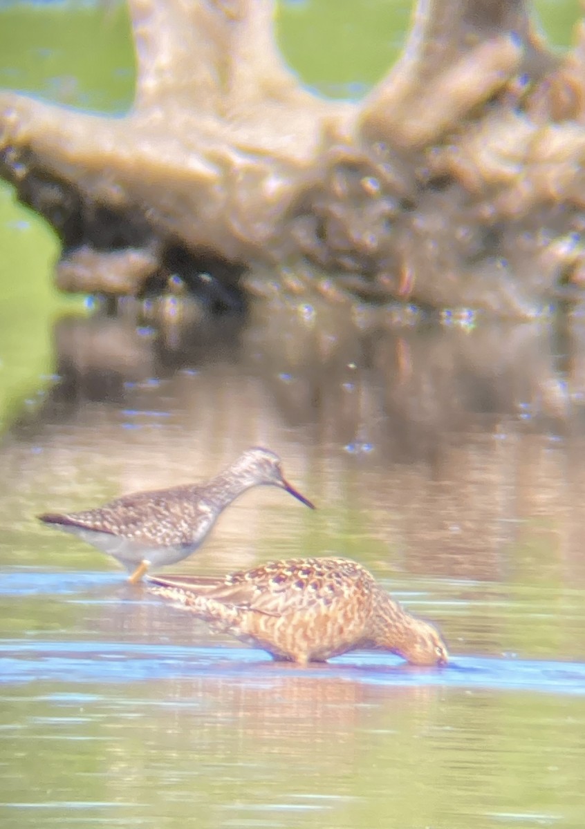 Long-billed Dowitcher - ML618829255