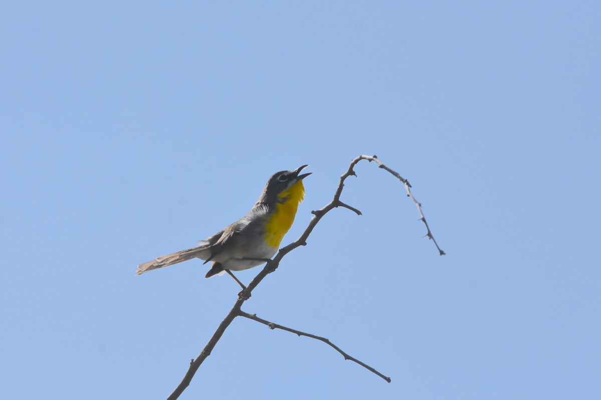 Yellow-breasted Chat - ML618829262
