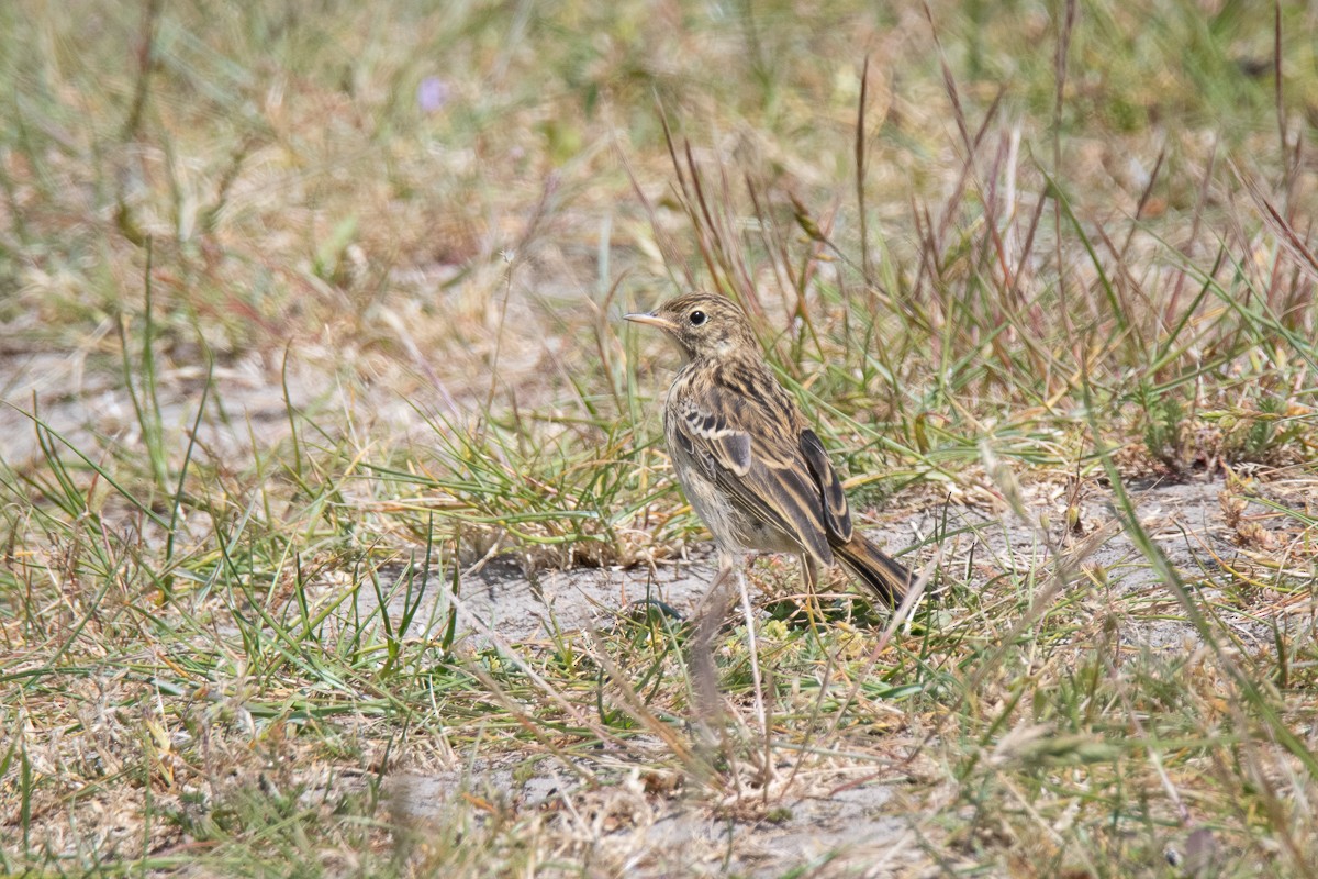 Meadow Pipit - ML618829338