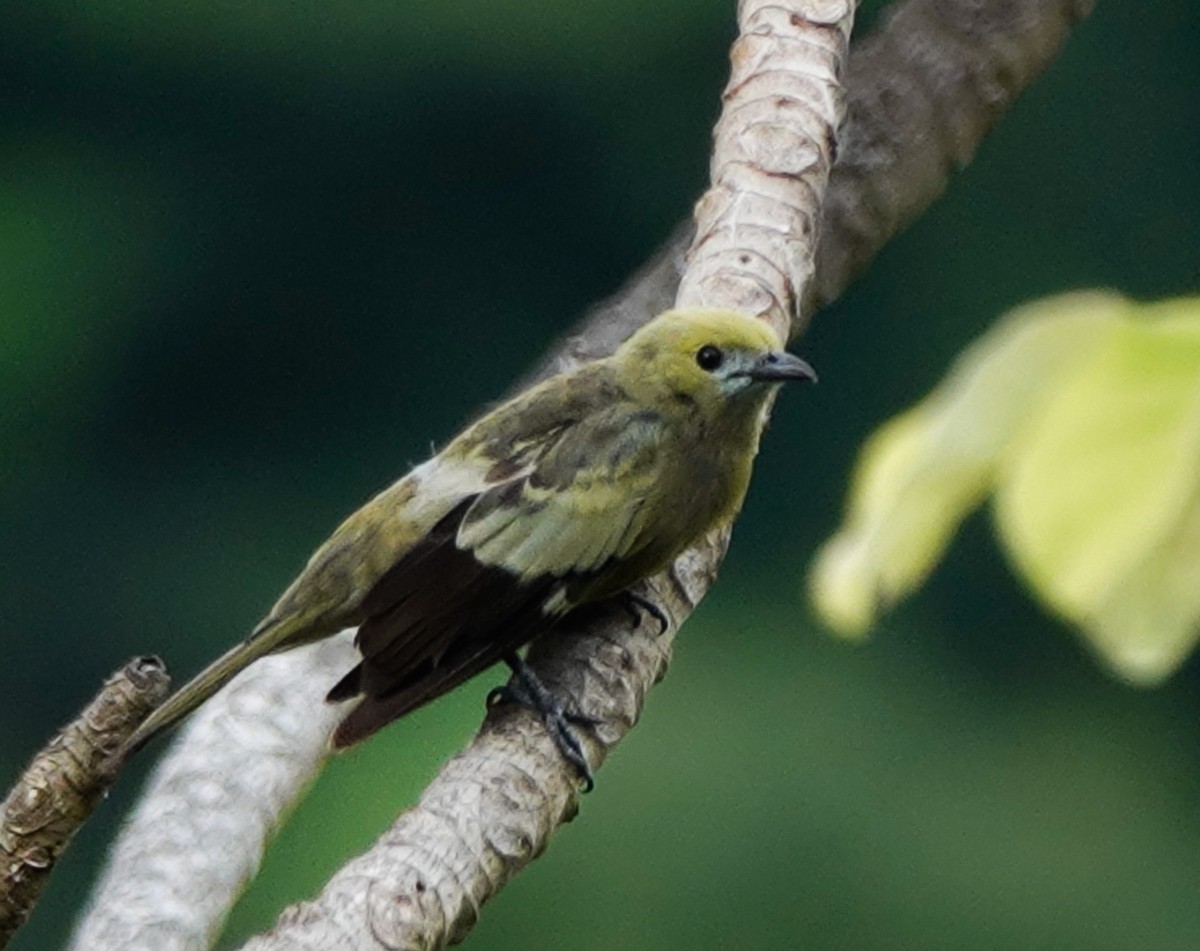 Palm Tanager - ML618829362