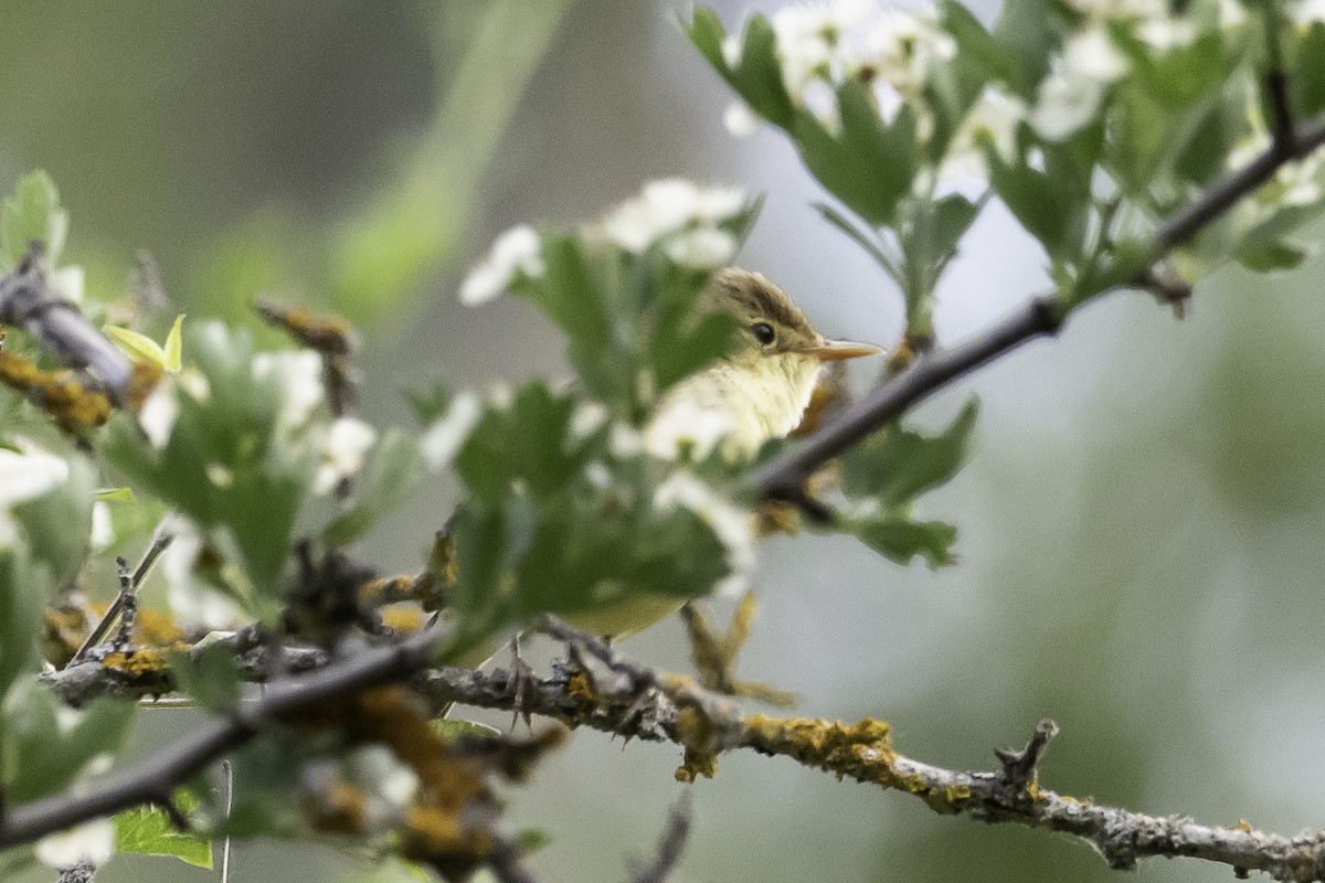 Melodious Warbler - Fernando Alonso