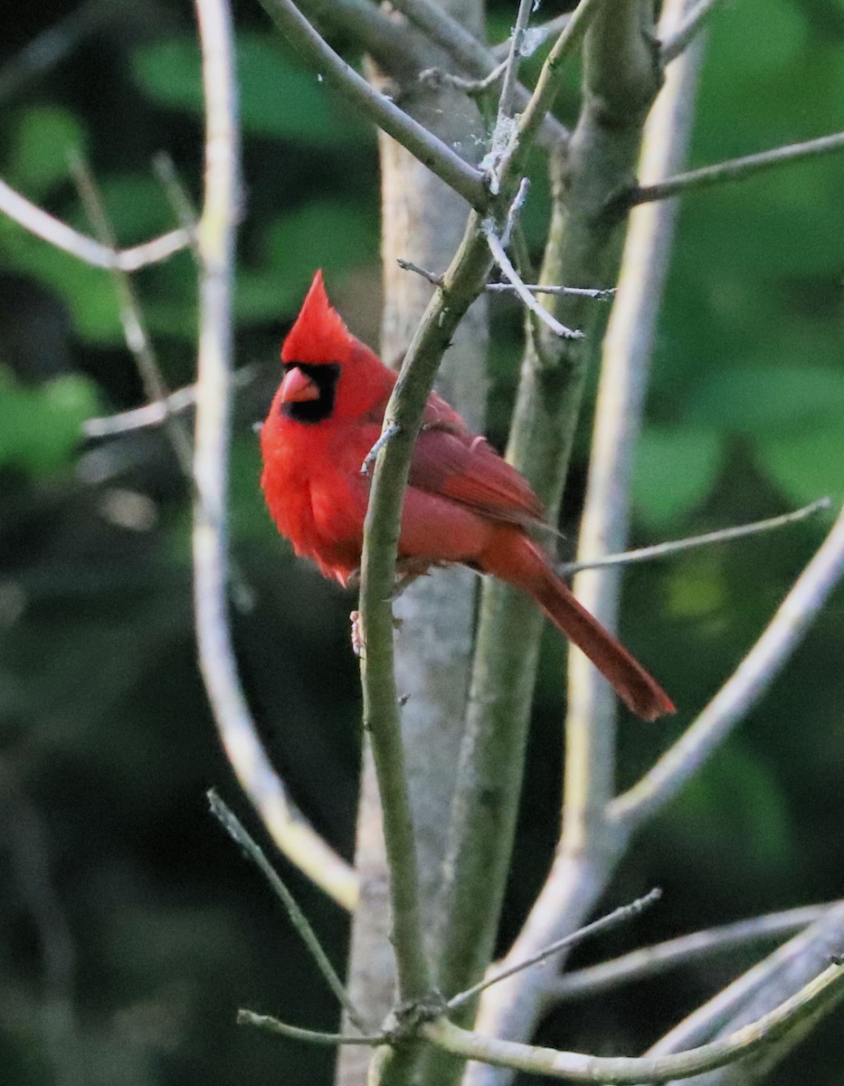 Northern Cardinal - DICK GRUBB