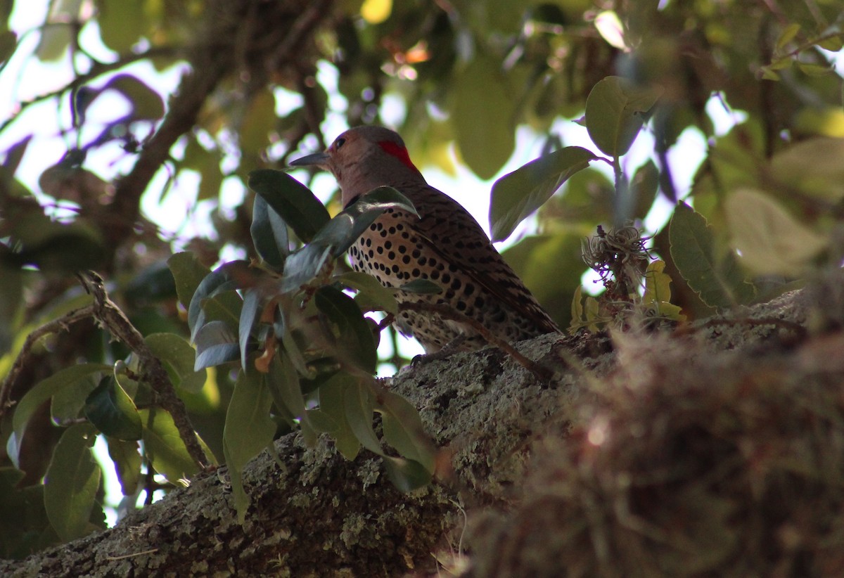 Northern Flicker (Yellow-shafted) - ML618829414