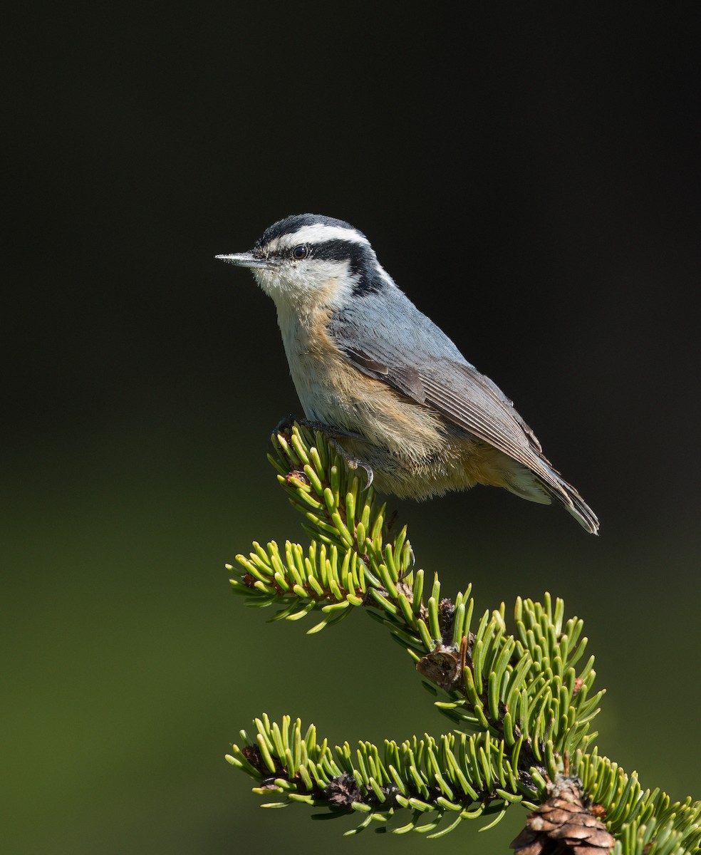 Red-breasted Nuthatch - ML618829469