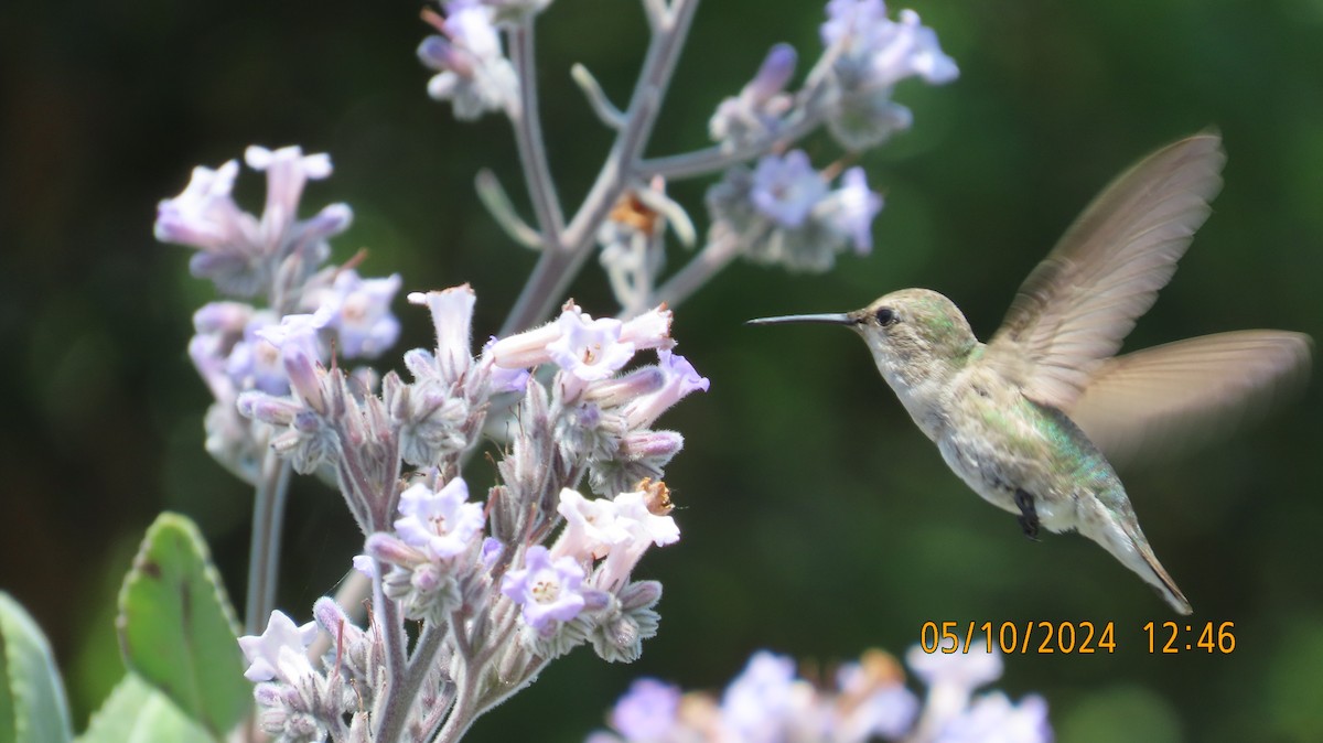 Anna's Hummingbird - ML618829492