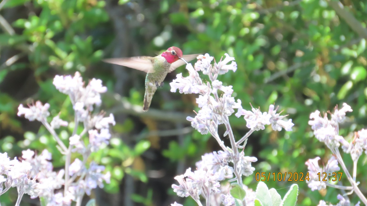 Anna's Hummingbird - ML618829493