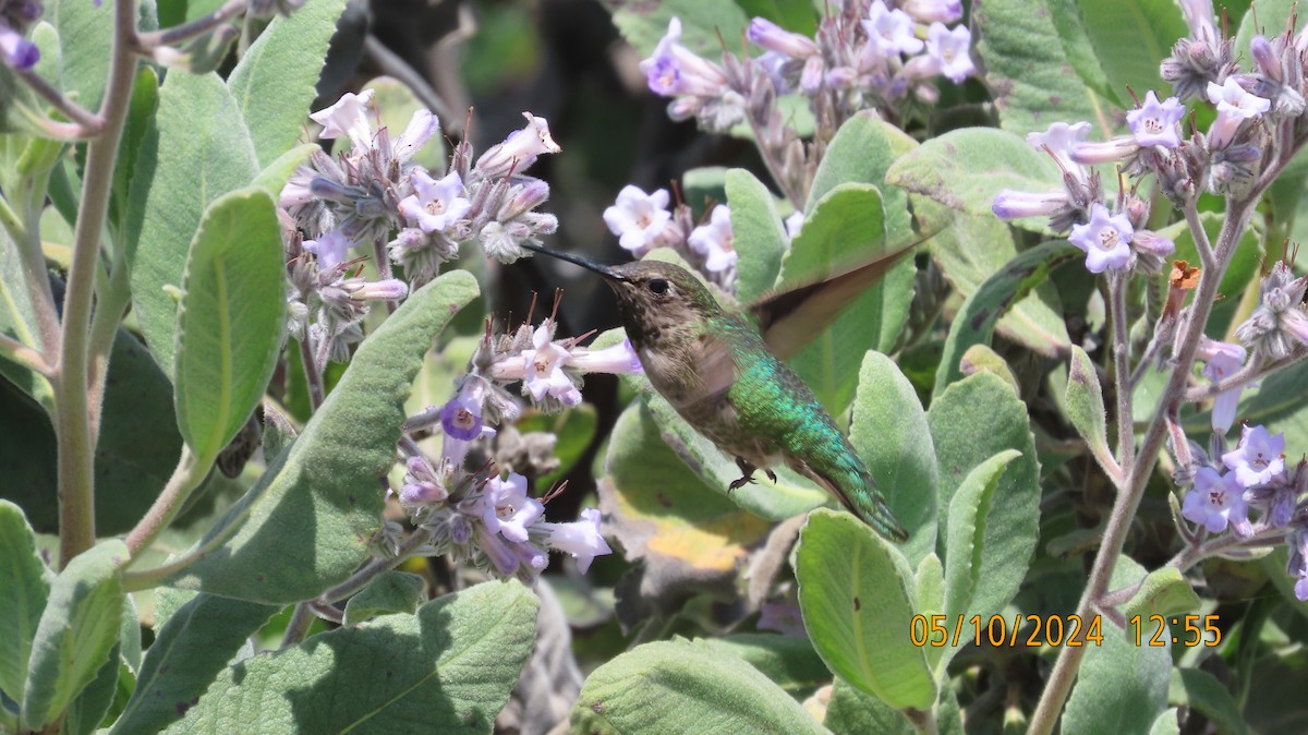 Anna's Hummingbird - Zehava Purim-Adimor