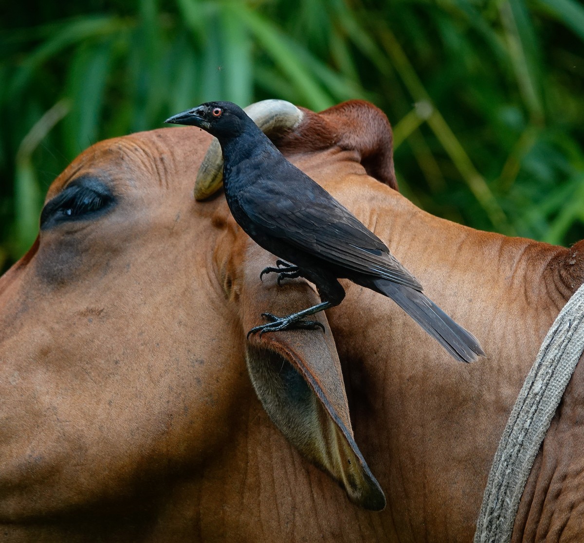 Giant Cowbird - edgar cleijne