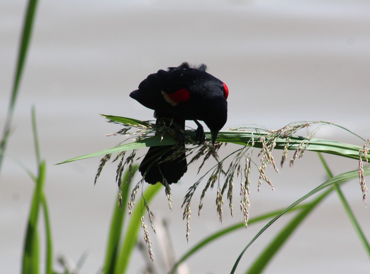 Red-winged Blackbird - ML618829545