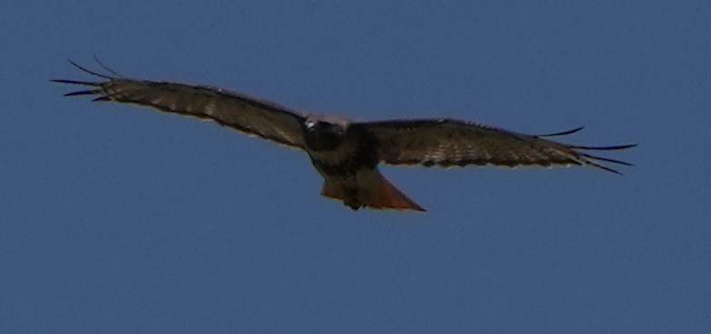 Red-tailed Hawk - ML618829628