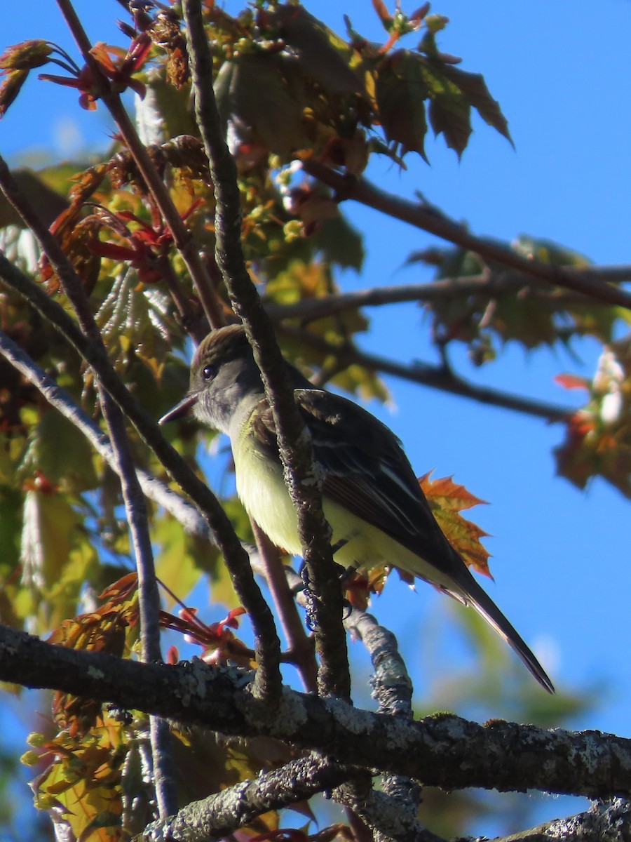 Great Crested Flycatcher - ML618829680