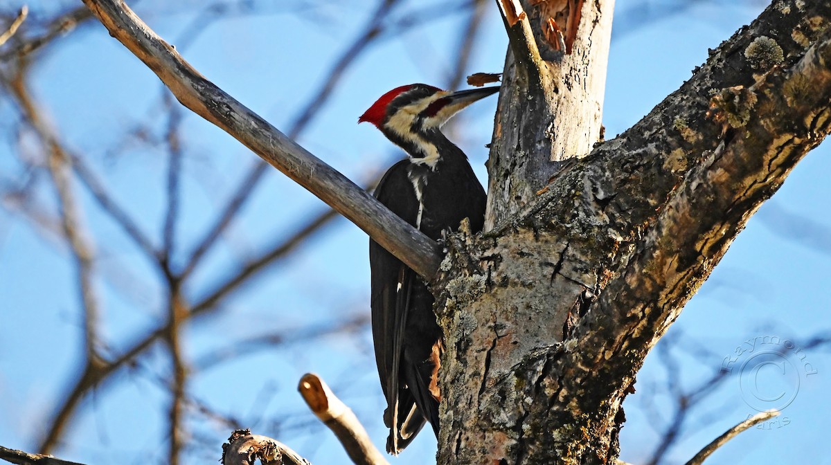 Pileated Woodpecker - ML618829715