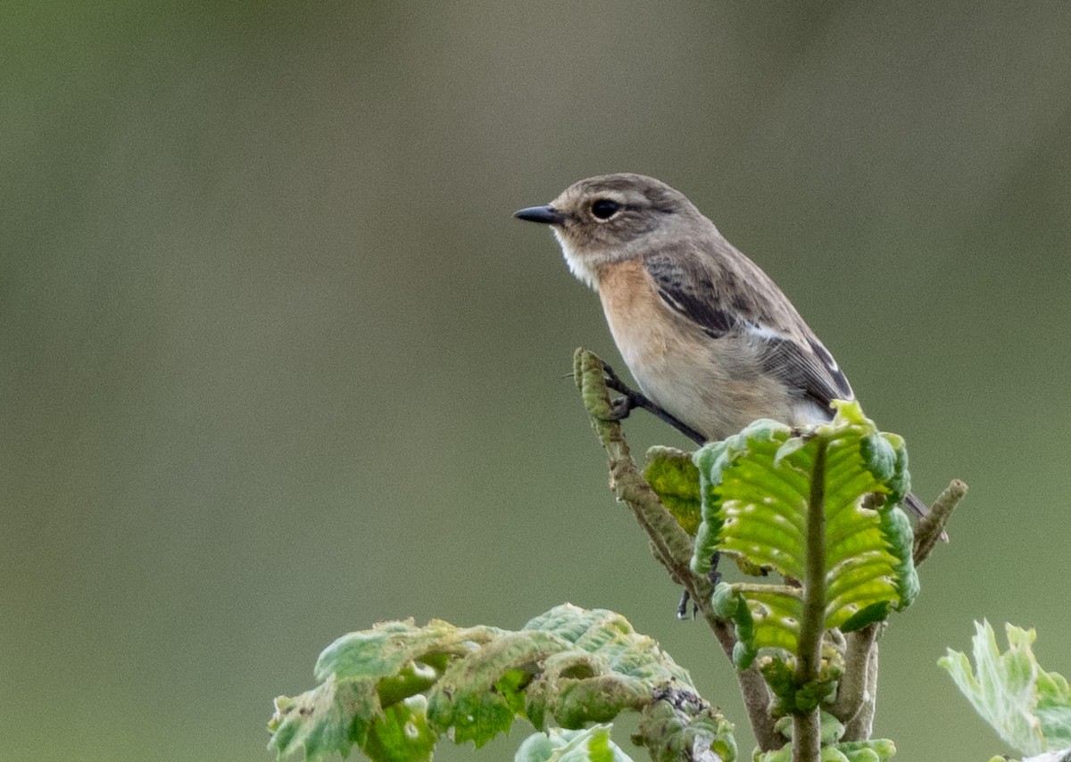 African Stonechat - ML618829729