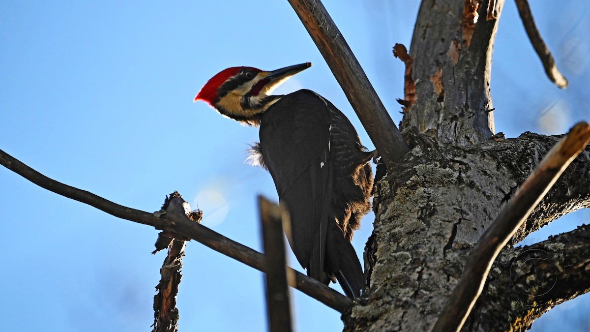 Pileated Woodpecker - Raymond Paris