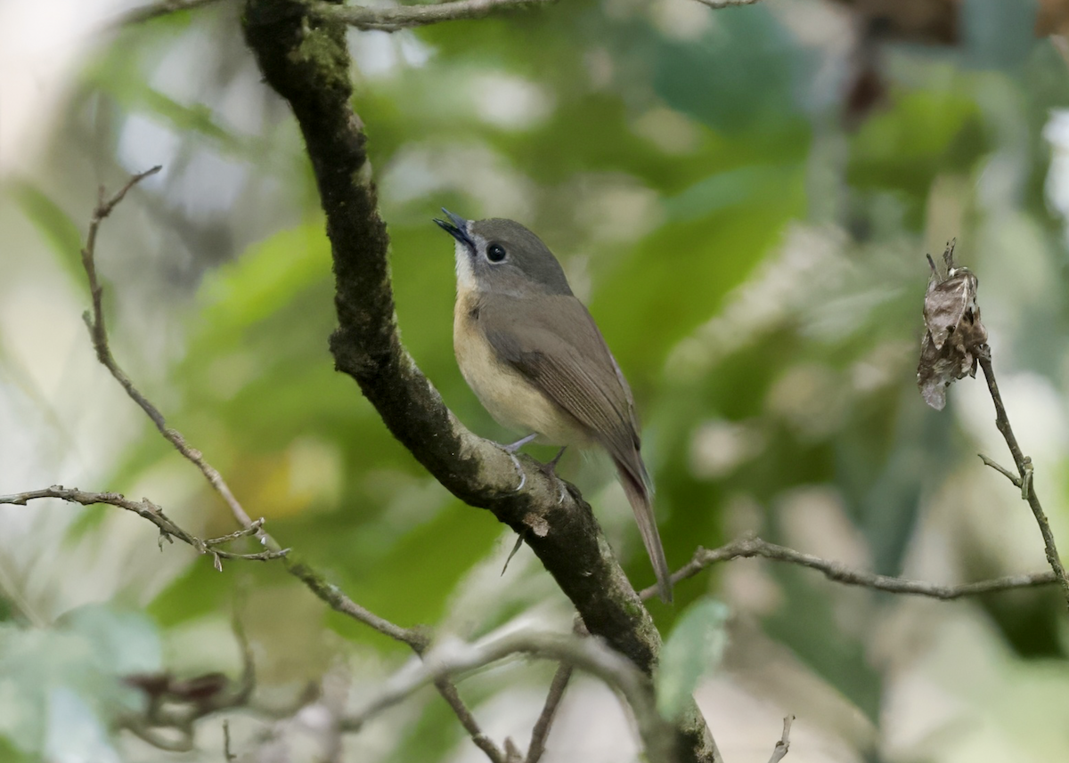 Pale-chinned Flycatcher - ML618829743
